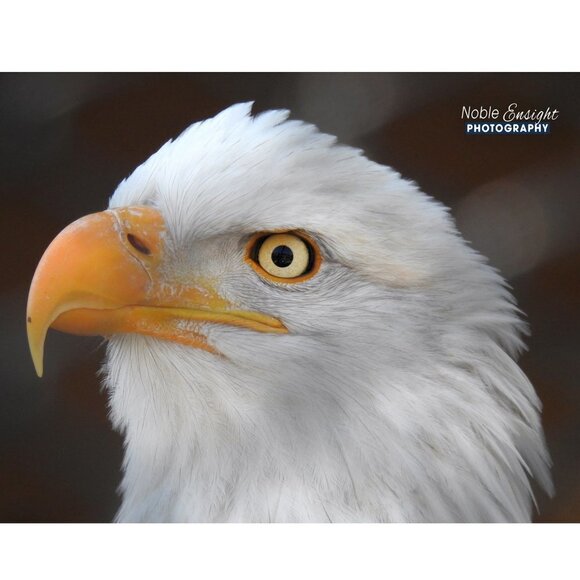 16x20 Bald Eagle Closeup Photography Oil Painting Art Poster‎ - Picture 5 of 5